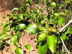 Excoecaria dallachyana