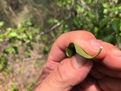 Excoecaria dallachyana