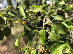 Excoecaria dallachyana