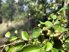 Excoecaria dallachyana