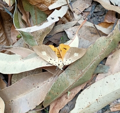 Asota iodamia