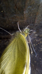 Pieris rapae rapae