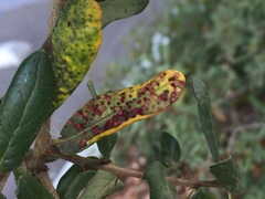 Neuroterus saltatorius texanus