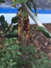 Neuroterus saltatorius texanus