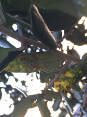 Neuroterus saltatorius texanus