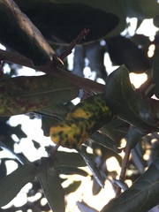 Neuroterus saltatorius texanus