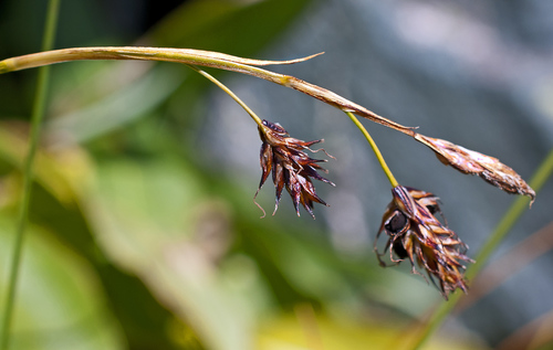 Carex stenocarpa
