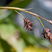Carex stenocarpa - Photo (c) petr_kosachev, algunos derechos reservados (CC BY-NC), uploaded by petr_kosachev