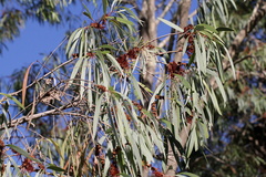 Melaleuca argentea