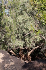 Melaleuca argentea