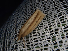 Japonichilo bleszynskii