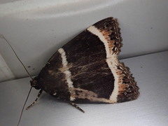 Amphipyra tripartita