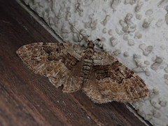 Xanthorhoe quadrifasiata