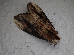 Hexafrenum leucodera