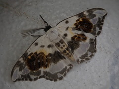 Callicilix abraxata