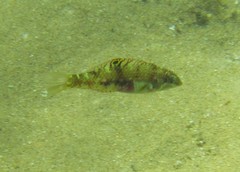 Halichoeres nebulosus