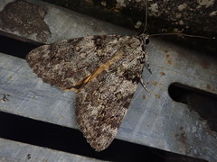 Catocala duplicata