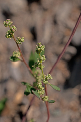 Chenopodium acuminatum