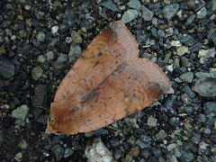 Diarsia ruficauda