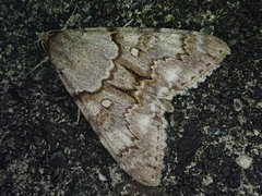 Catocala jonasii