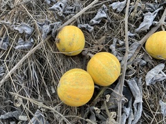 Cucurbita foetidissima