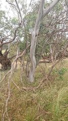 Eucalyptus pauciflora pauciflora