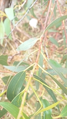 Eucalyptus pauciflora pauciflora
