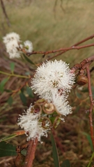 Eucalyptus pauciflora pauciflora