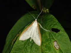 Palpita nigropunctalis