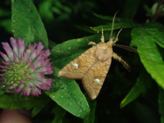 Amphipoea ussuriensis
