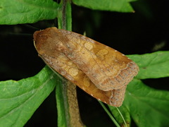 Diarsia canescens