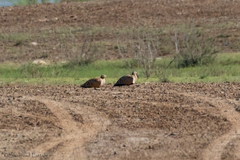 Pterocles orientalis
