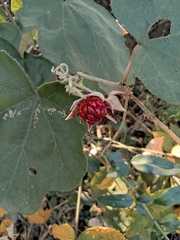Rubus alceifolius