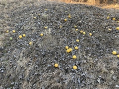 Cucurbita foetidissima