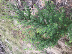 Prostanthera rotundifolia