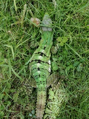 Ctenosaura similis similis