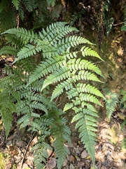 Dryopteris fuscipes