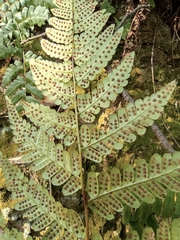 Dryopteris fuscipes