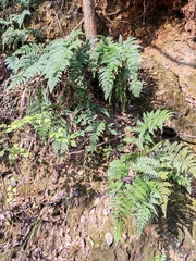 Dryopteris fuscipes
