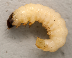 Synanthedon scoliaeformis