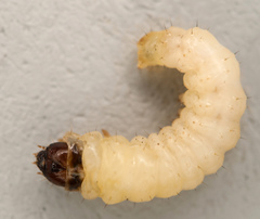 Synanthedon scoliaeformis