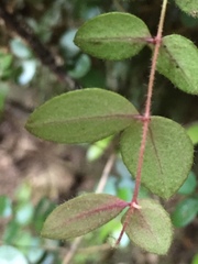 Metrosideros carminea