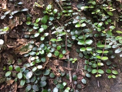 Metrosideros carminea