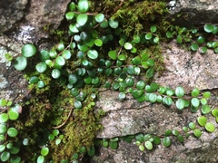 Metrosideros carminea