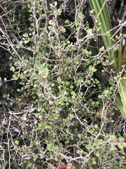 Olearia quinquevulnera