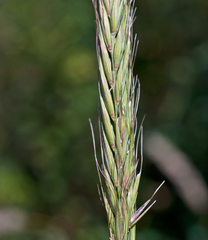 Elymus uralensis