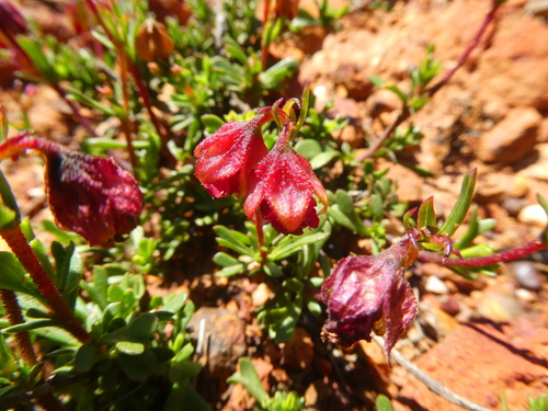 Hermannia shivae MS (Hermannia sp12)