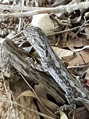 Amphibolurinae