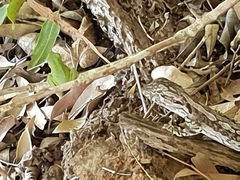 Amphibolurinae