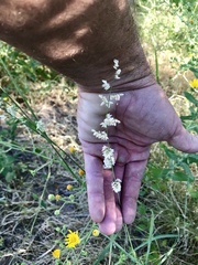 Eragrostis echinochloidea